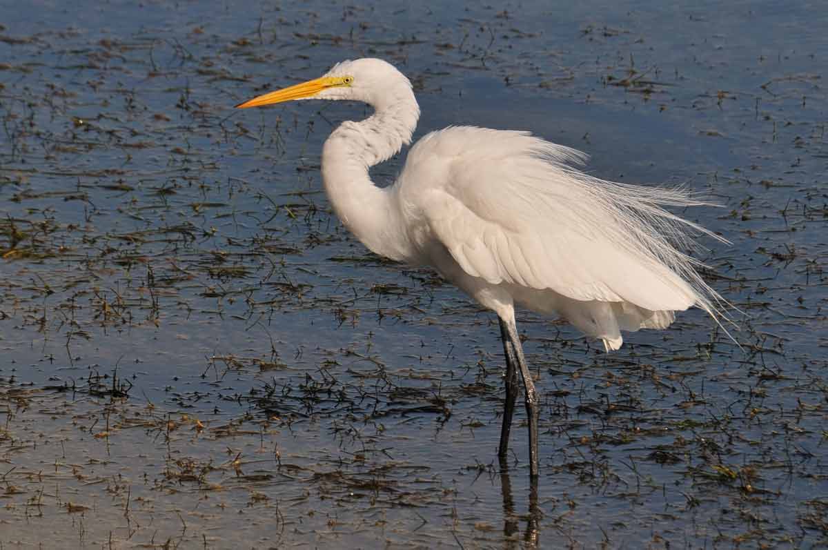 What are Wading Birds Traits, Description, Diet, Habitat BirdBaron