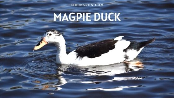 Magpie Duck - Profile | Farming | Eggs | Care | Facts ...