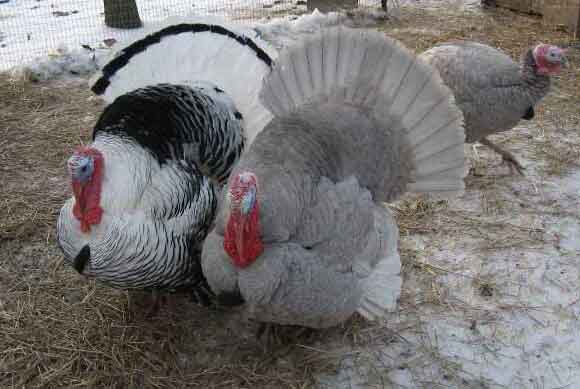 Slate Turkey Profile Poults Eggs Call