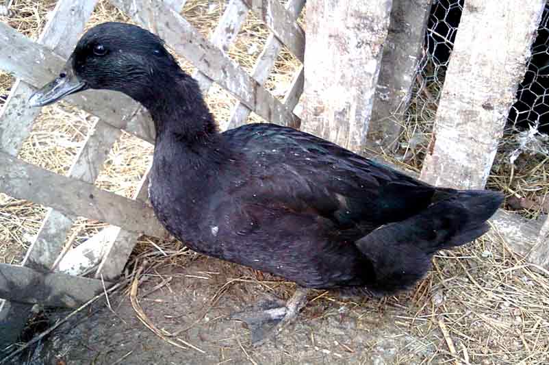Cayuga Duck Female Profile Facts vs Male Quack Bird Baron