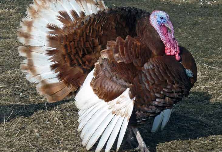 10 Domestic Turkey Breeds - Best | Common | Different | Largest - Bird