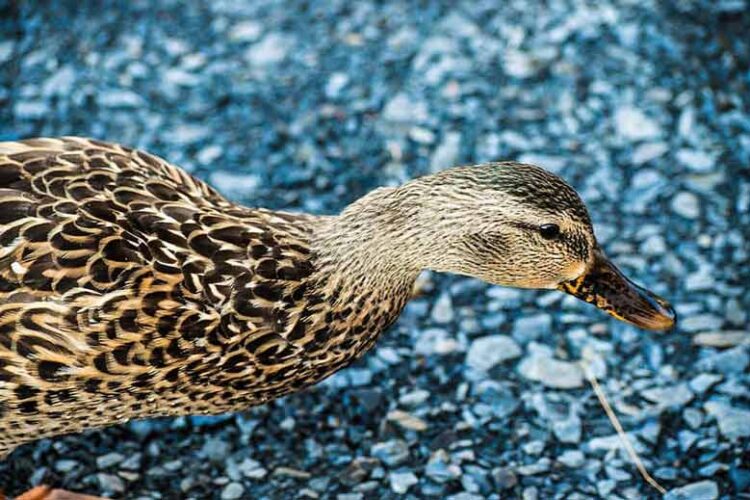 How Do Ducks Protect Themselves from Predators? Bird Baron