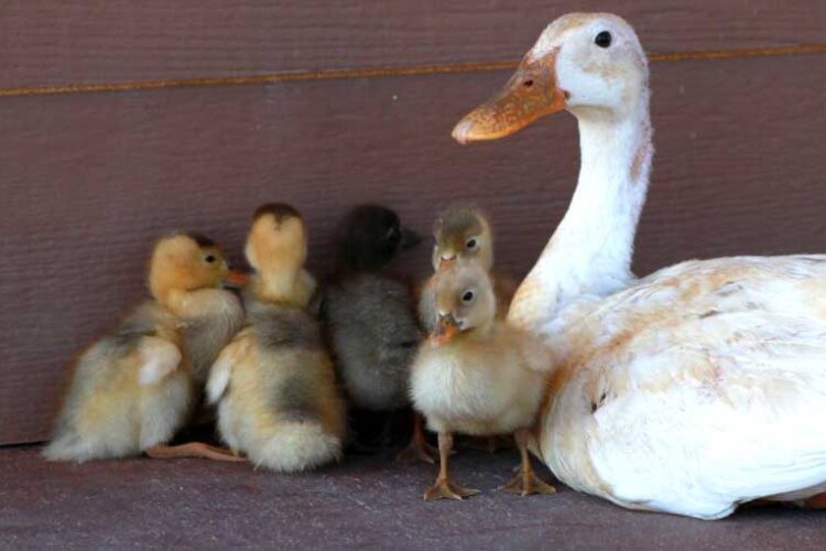 How to Raise Baby Ducks How to Take Care of Duckling? Bird Baron