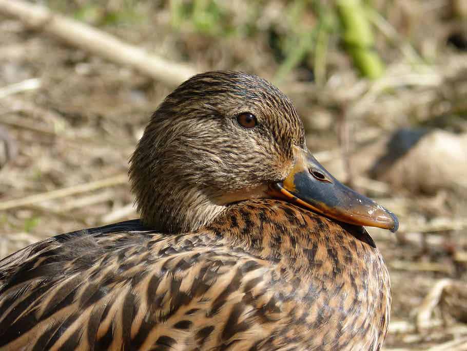 Rouen Duck Profile Facts Eggs Production Lifespan Bird Baron