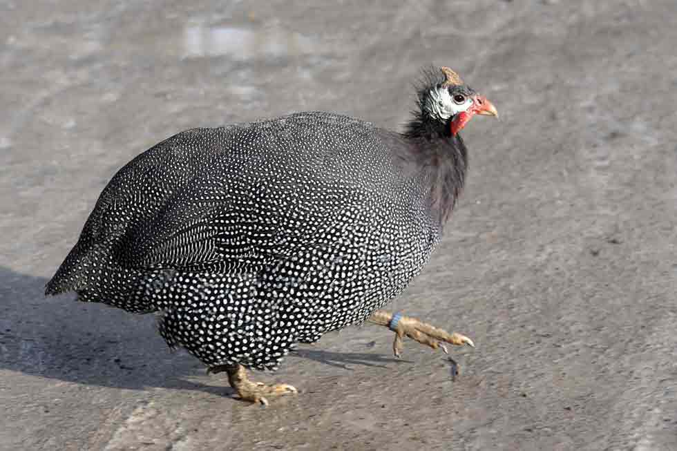 Keeping Guinea Fowl Essentials You Need to Know Bird Baron