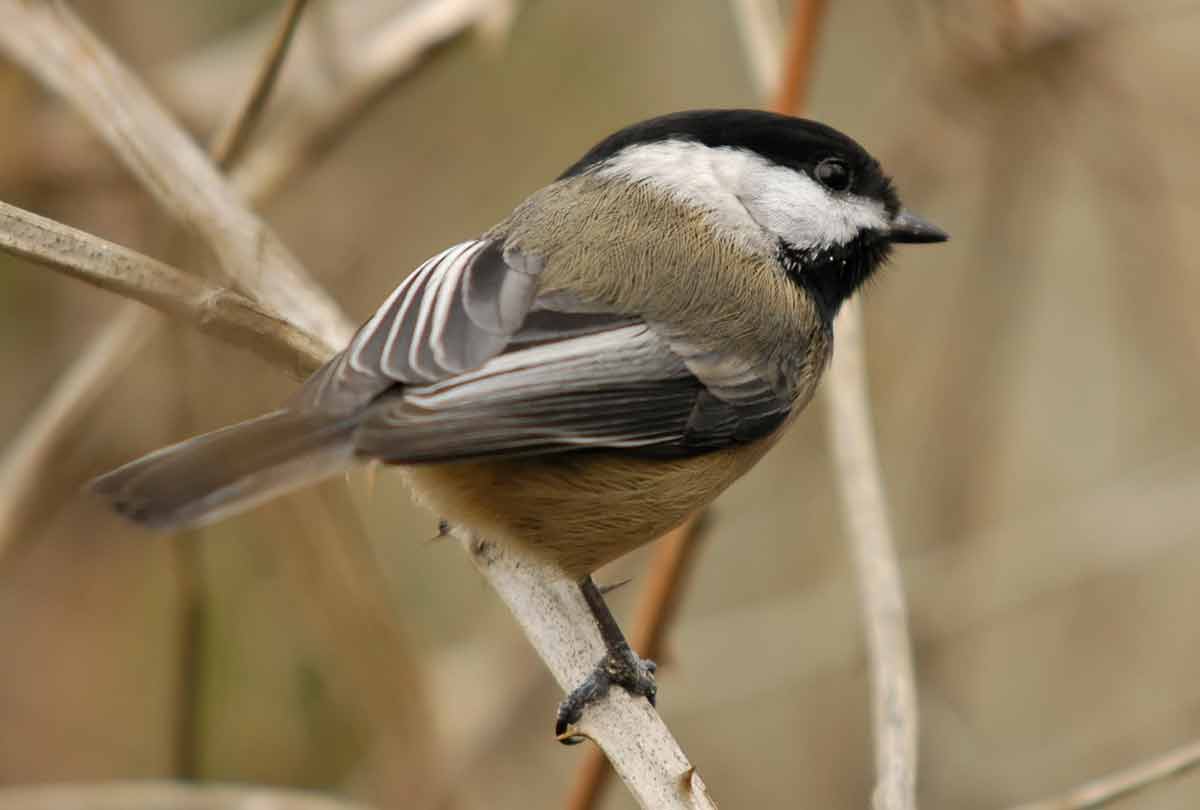 Black-capped Chickadee - Song | Facts | Habitat | Size | Nest | Diet