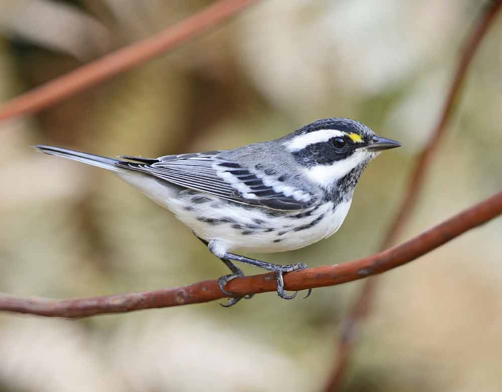 Blackthroated Gray Warbler Facts Call Range Nest Juvenile