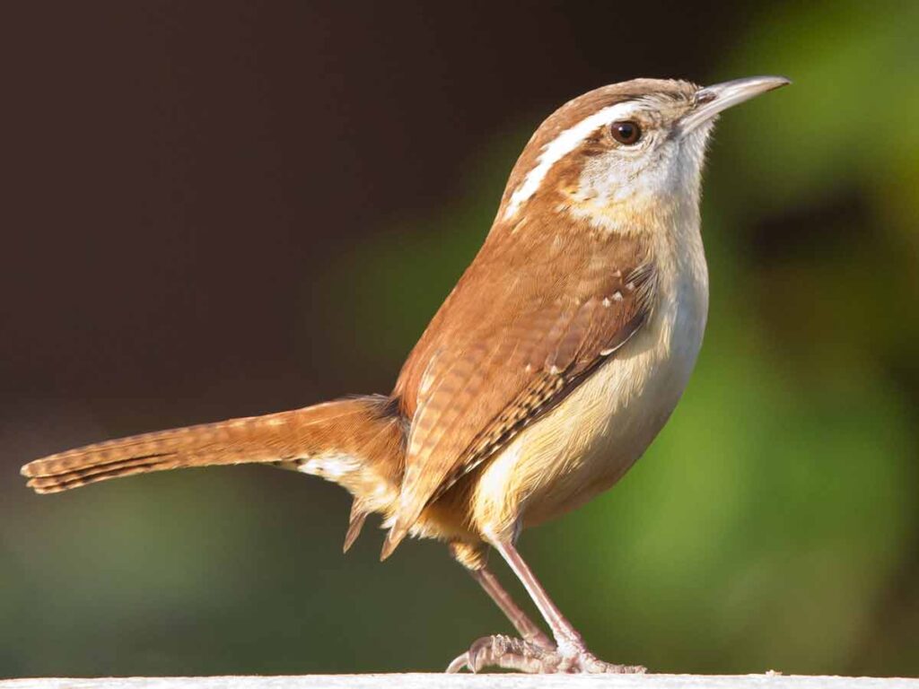 house wren call