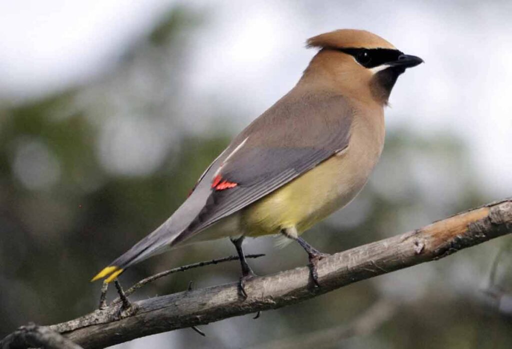 Cedar Waxwing Call Migration Diet Range Song Facts Bird Baron