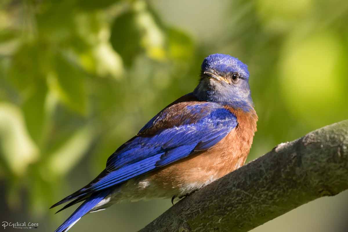 Bird Baron - Bird Blog