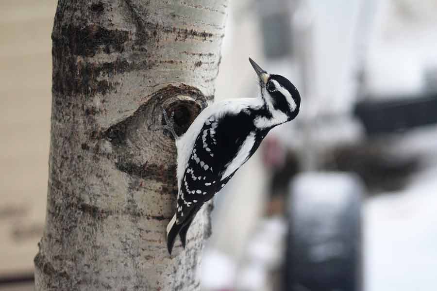 Hairy Woodpecker - Profile | Range | Sounds | Diet | Feathers | Facts