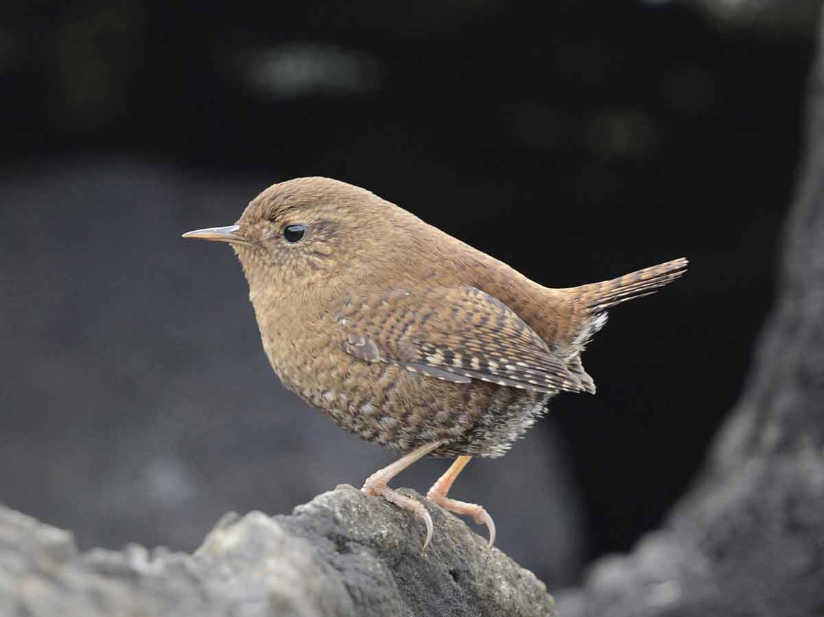 Pacific Wren Call Nest Range Size Facts Traits Bird Baron
