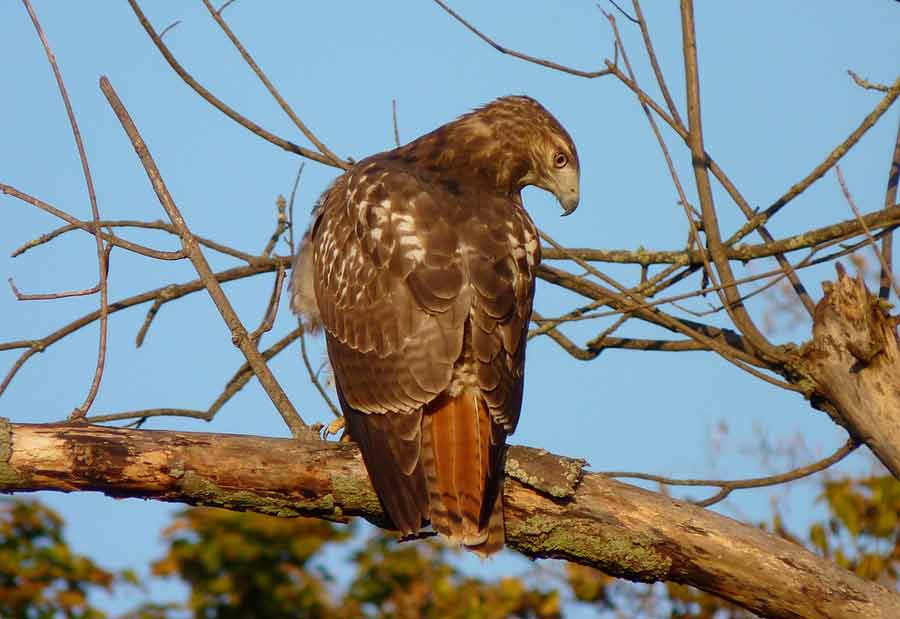 Red Tailed Hawk Size Facts Diet Habitat Call Sound Bird Baron Red Tailed Hawk Size Facts Diet Habitat Call Sound Bird Baron