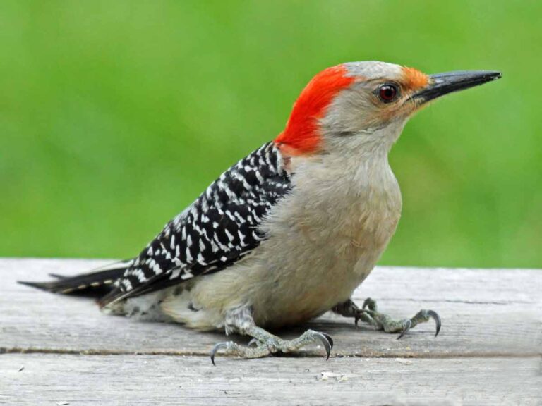 Redbellied Woodpecker Sound Diet Habitat Facts Size Bird Baron