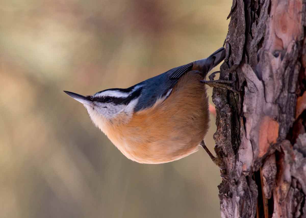 Interesting facts about red breasted nuthatch - Nude Images nuthatch about red Interesting facts breasted