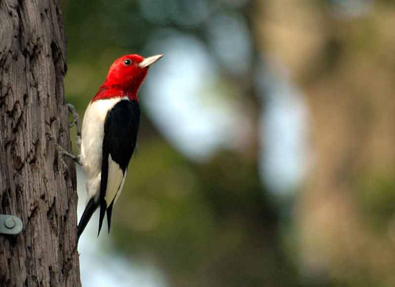Redheaded Woodpecker Call Habitat Range Size Facts Diet