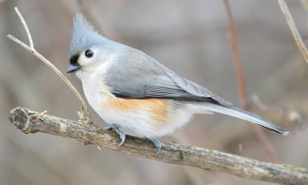 Tufted Titmouse - Call | Diet | Sounds | Nest | Habitat | Facts - Bird