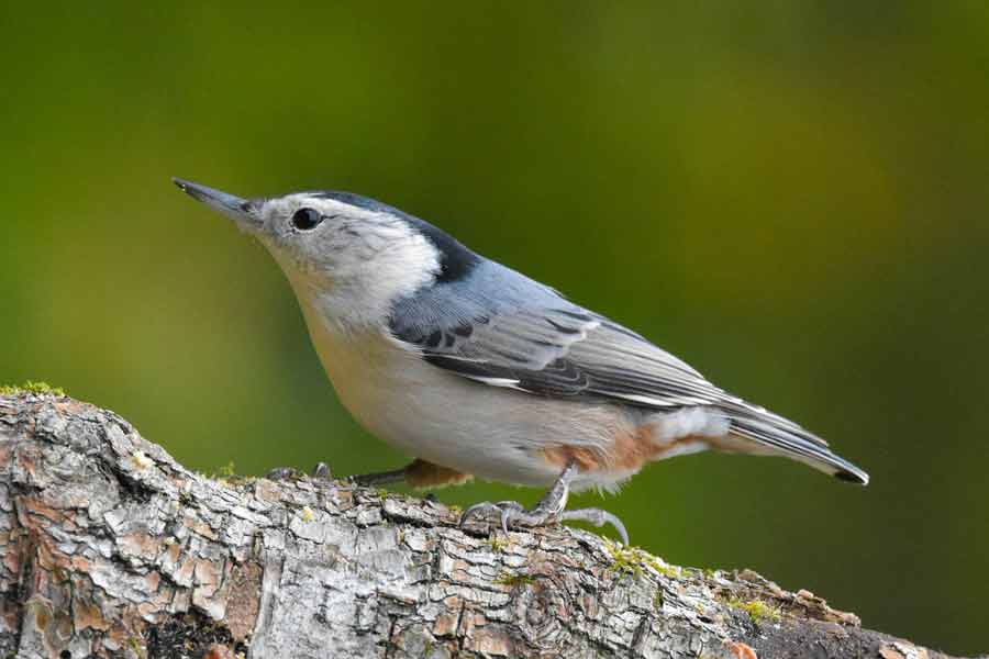 Whitebreasted Nuthatch Song Range Habitat Diet Nest Facts
