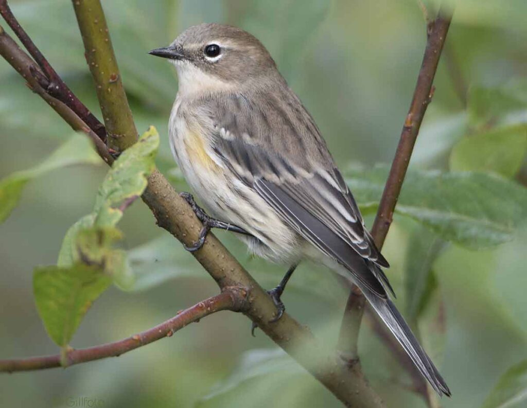 yellow rumped warbler bird