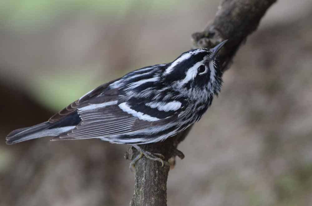 BlackandWhite Warbler Profile Fly Egg Song Traits Nest