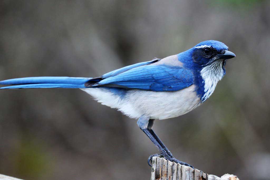 California Scrub Jay Profile Facts Fly Size Traits Call