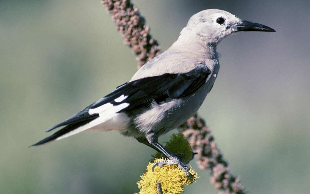 Clark's Nutcracker Profile Facts Habitat Pouch Nest Fly