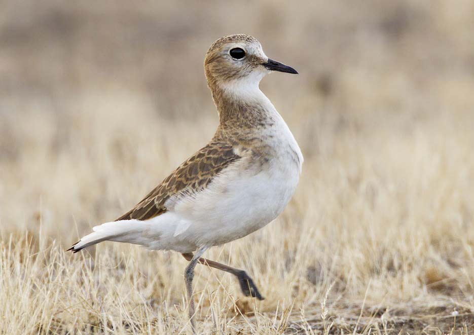 Mountain Plover Profile Facts Habitat Diet Traits Range Bird Baron