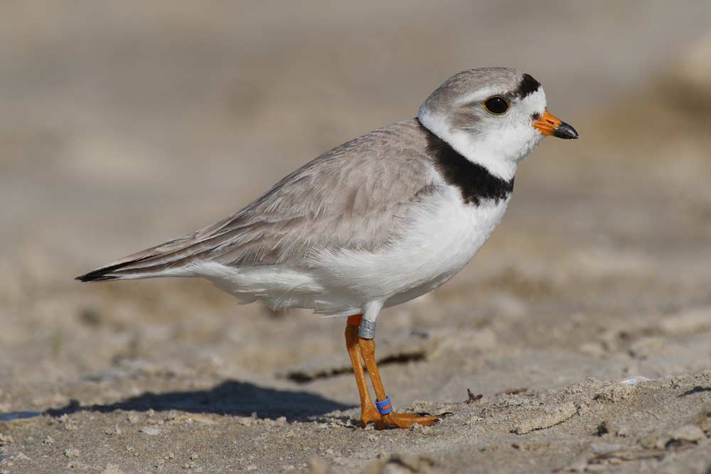 Piping Plover - Profile | Facts | Nest | Habitat | Traits | Eggs - Bird ...