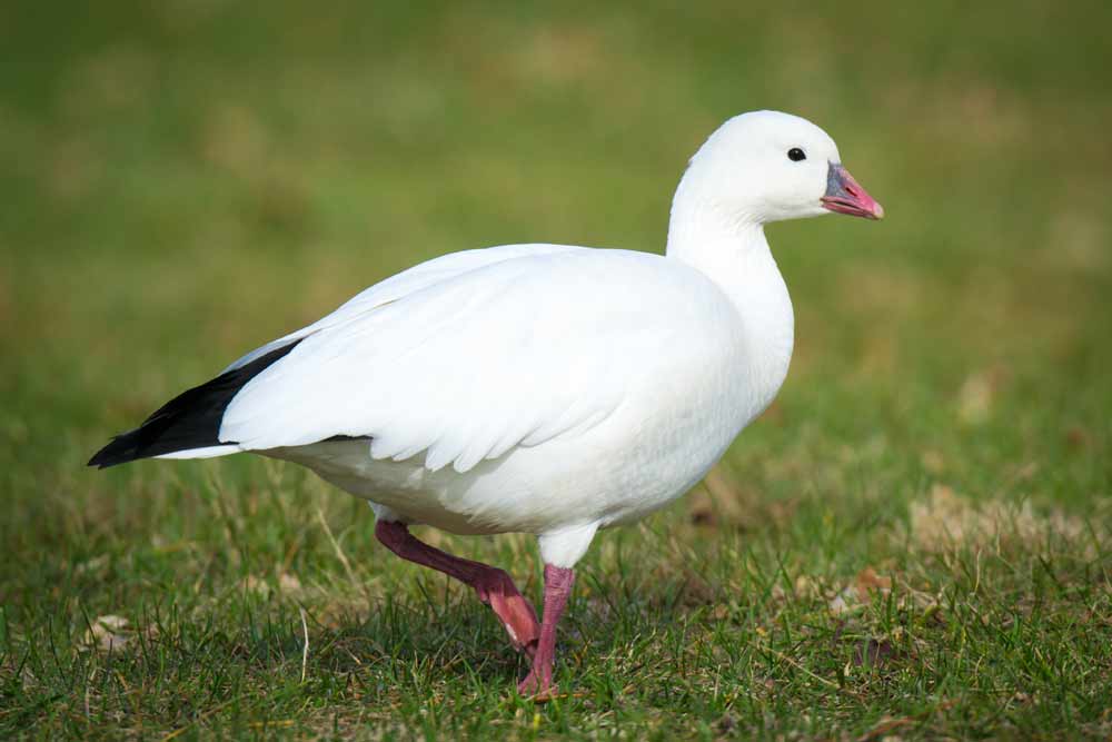 Ross's Goose Profile Facts Habitat Range Traits Flight