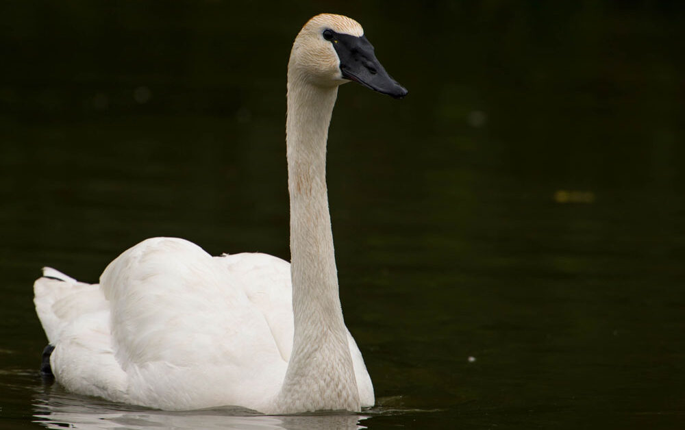 Trumpeter Swan Profile Facts Size Call Eggs Fly Range trumpeter-swan-profile-facts-size-call-eggs-fly-range