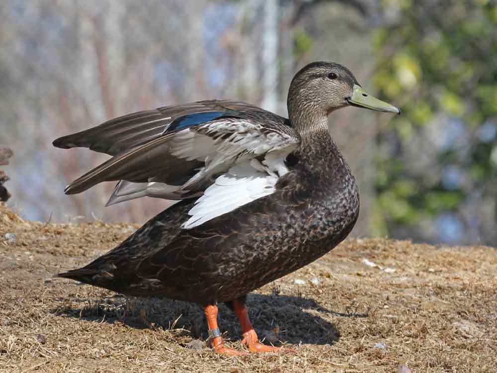 American Black Duck Profile Traits Facts Habitat Breeding