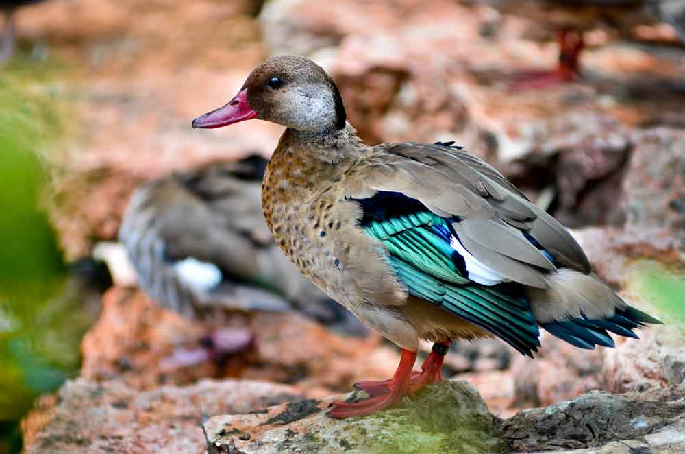Brazilian Teal Duck Profile Traits Facts Habitat Breeding