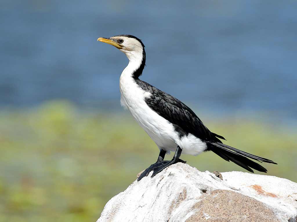 Little Pied Cormorant Profile Traits Facts Habitat Breeding