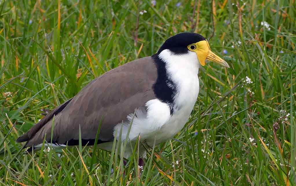 Masked Lapwing Profile Traits Facts Habitat Breeding Bird Baron