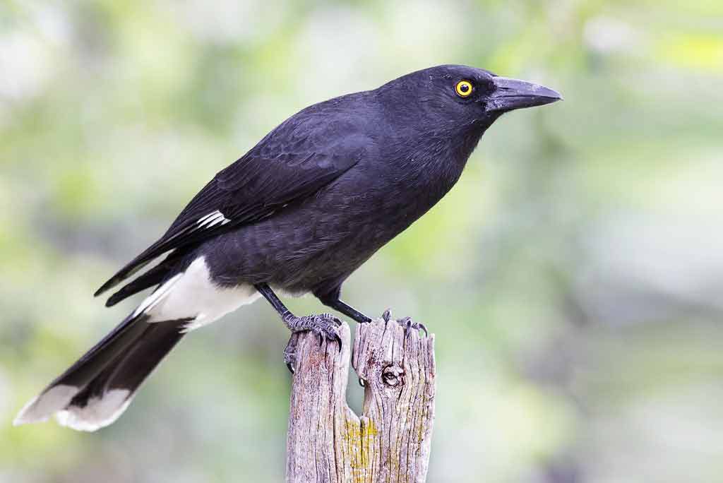 Pied Currawong Profile Traits Facts Call Diet Breeding