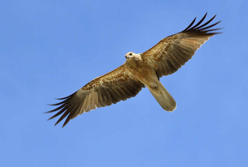 Whistling Kite Profile Traits Facts Call Diet Breeding