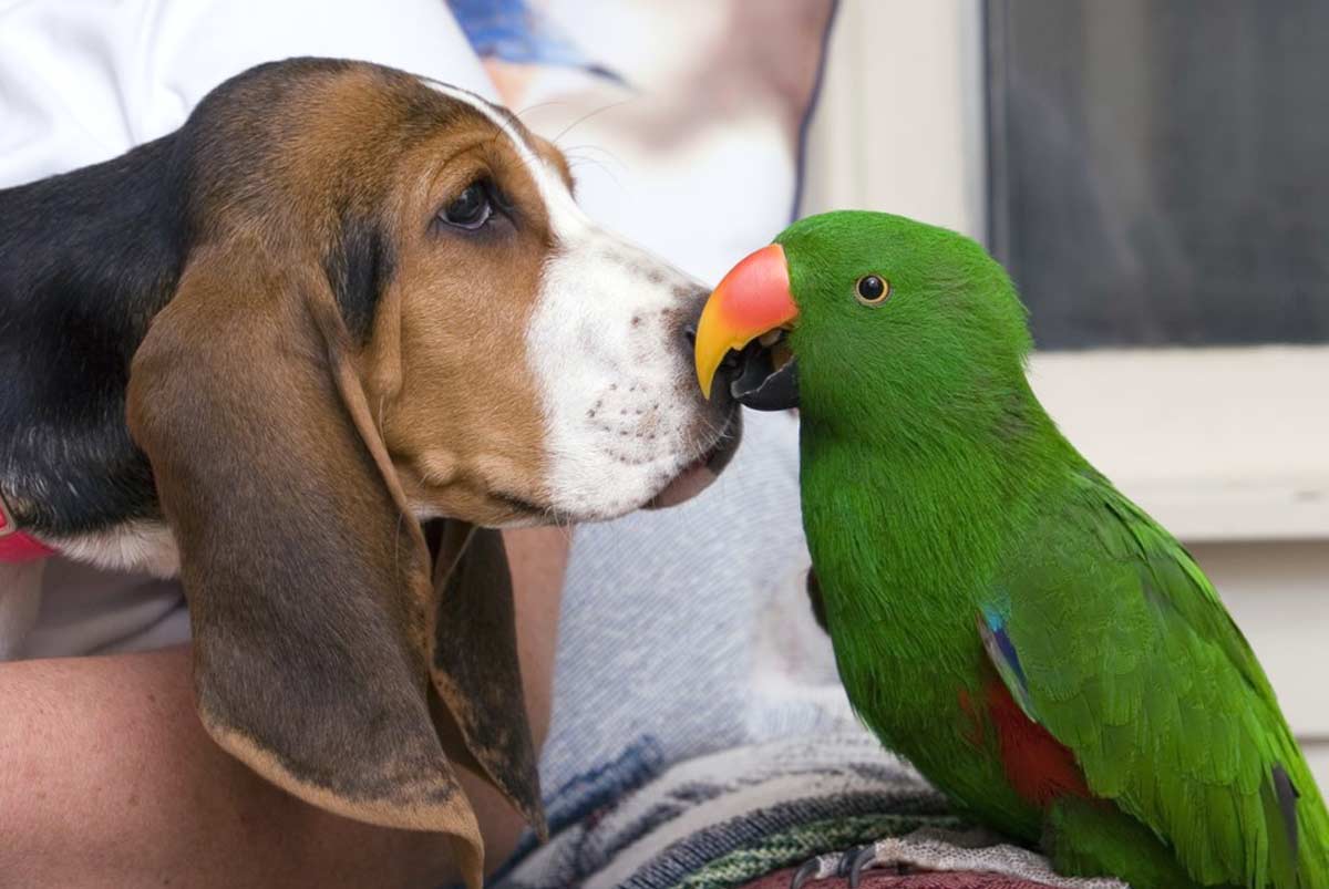 What Kind of Dogs Are Good With Parrots or Birds? BirdBaron